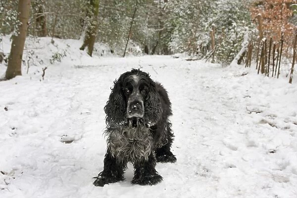 Domestic Dog, English Cocker Spaniel, elderly adult, standing on snow covered path in woodland, England, January