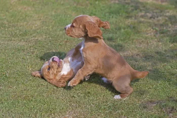 Framed Print : Domestic Dog, English Cocker Spaniel, two puppies, playfighting on lawn, Norfolk, England, August Framed Print : Domestic Dog, English Cocker Spaniel, two puppies, playfighting on lawn, Norfolk, England, August