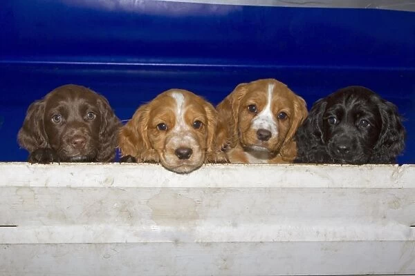 Domestic Dog, English Cocker Spaniel, four puppies, different coat colours, looking over wooden fence, Norfolk