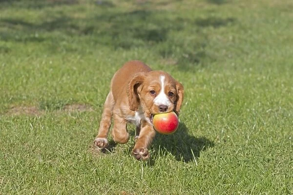 Domestic Dog, English Cocker Spaniel, puppy, running with apple in mouth, playing on lawn, Norfolk, England, August