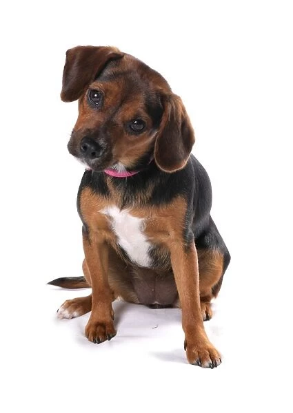 Domestic Dog, English Foxhound, female puppy, with collar, sitting