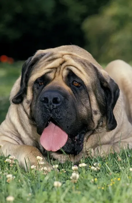Framed Print : Domestic Dog, English Mastiff, adult, laying on grass, panting Framed Print : Domestic Dog, English Mastiff, adult, laying on grass, panting