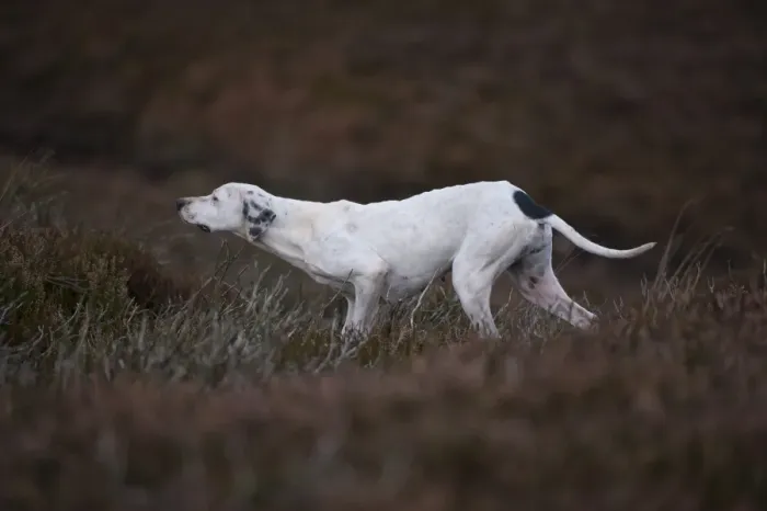 Framed Print : Domestic Dog, English Pointer, adult, pointing towards grouse on grouse moor, West Yorkshire, England, november