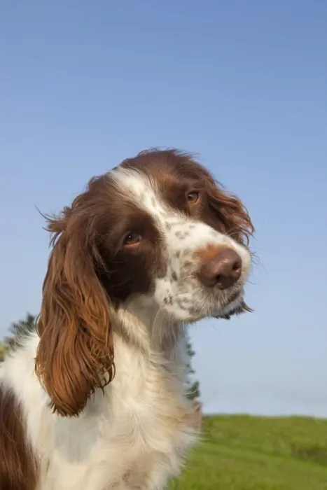 Framed Print : Domestic Dog, English Springer Spaniel, adult, close-up of head, with head tilted, England, april Framed Print : Domestic Dog, English Springer Spaniel, adult, close-up of head, with head tilted, England, april