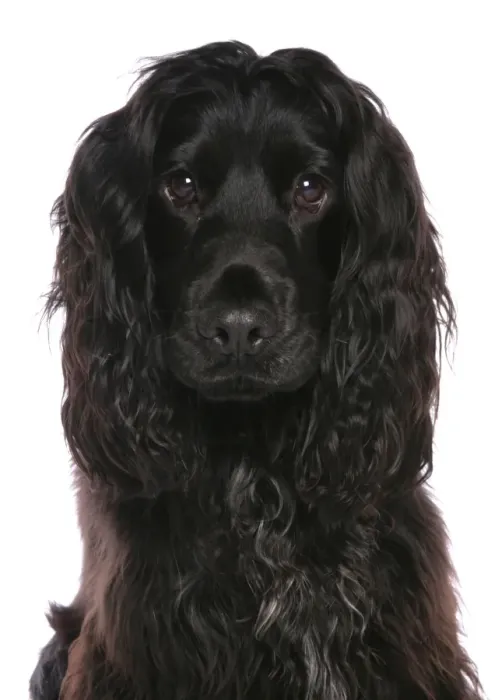 Framed Print : Domestic Dog, English Springer Spaniel, black adult, close-up of head Framed Print : Domestic Dog, English Springer Spaniel, black adult, close-up of head