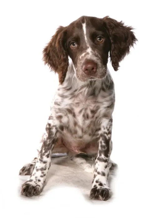 Framed Print : Domestic Dog, English Springer Spaniel, puppy, sitting Framed Print : Domestic Dog, English Springer Spaniel, puppy, sitting