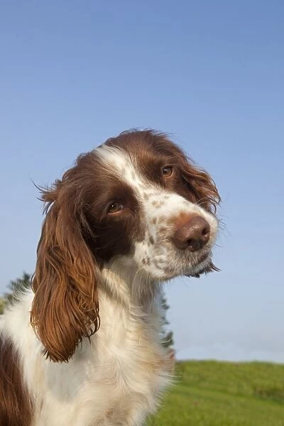 Domestic Dog, English Springer Spaniel, adult, close-up of head, with head tilted, England, april