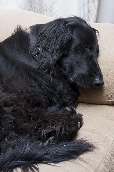 Domestic Dog, Falt-coated Retriever, adult, sleeping on sofa, England, December