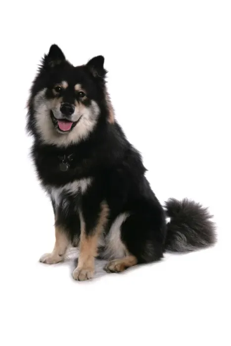 Framed Print : Domestic Dog, Finnish Lapphund, adult female, sitting Framed Print : Domestic Dog, Finnish Lapphund, adult female, sitting