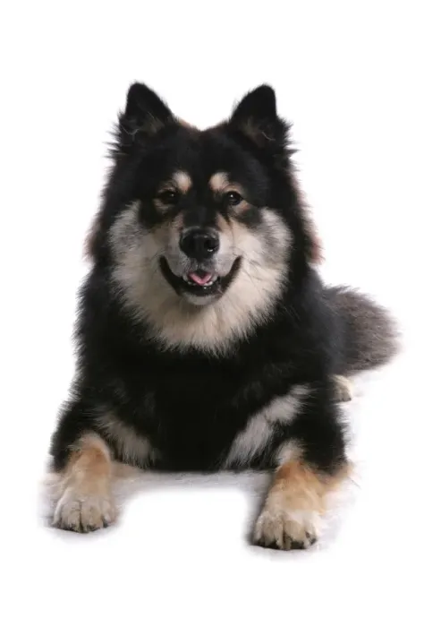 Framed Print : Domestic Dog, Finnish Lapphund, adult female, laying Framed Print : Domestic Dog, Finnish Lapphund, adult female, laying