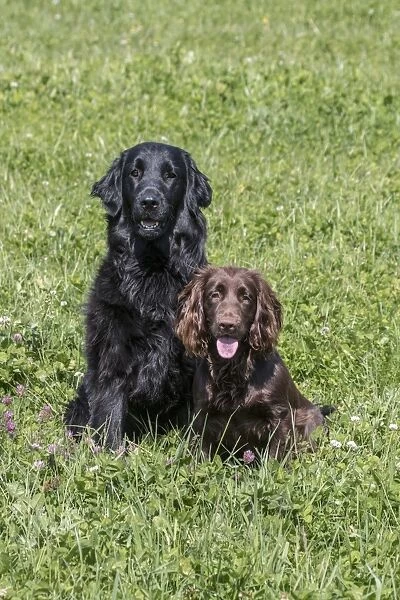 Domestic Dog, Flat-coated Retriever, adult female, four years old, and Working Cocker Spaniel, juvenile female