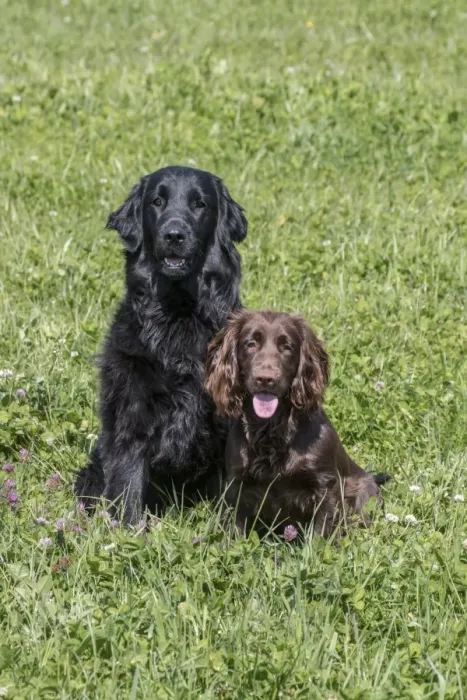 Framed Print : Domestic Dog, Flat-coated Retriever, adult female, four years old, and Working Cocker Spaniel, juvenile female Framed Print : Domestic Dog, Flat-coated Retriever, adult female, four years old, and Working Cocker Spaniel, juvenile female