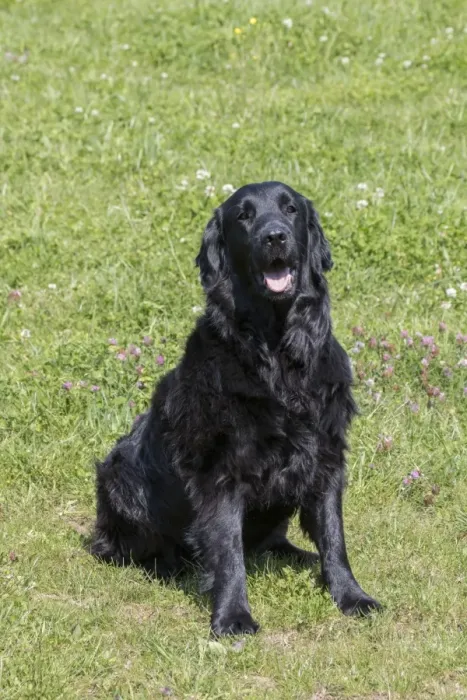 Framed Print : Domestic Dog, Flat-coated Retriever, adult female, four years old, sitting in meadow, Suffolk, England, May Framed Print : Domestic Dog, Flat-coated Retriever, adult female, four years old, sitting in meadow, Suffolk, England, May