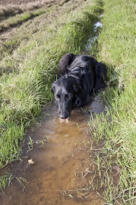Framed Print : Domestic Dog, Flat-coated Retriever, black variety, adult, drinking from muddy puddle at edge of field, England Framed Print : Domestic Dog, Flat-coated Retriever, black variety, adult, drinking from muddy puddle at edge of field, England