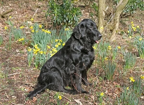 Domestic Dog, Flat-coated Retriever, adult female, sitting amongst daffodils, West Sussex, England, march
