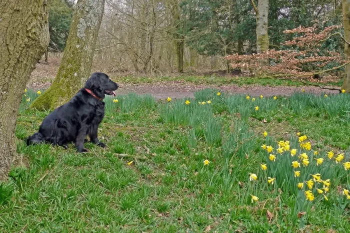 Framed Print : Domestic Dog, Flat-coated Retriever, adult female, sitting beside daffodils in woodland, West Sussex, England, march Framed Print : Domestic Dog, Flat-coated Retriever, adult female, sitting beside daffodils in woodland, West Sussex, England, march