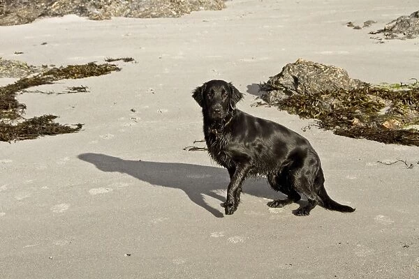 Domestic Dog, Flat-coated Retriever, adult female, standing on beach, Isle of Jura, Inner Hebrides, Scotland