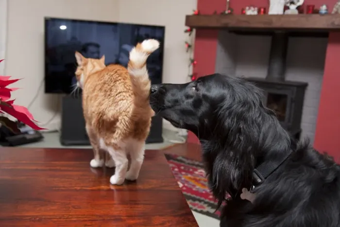 Framed Print : Domestic Dog, Flat-coated Retriever, adult, sniffing Domestic Cat, ginger tabby, adult, standing on table in room
