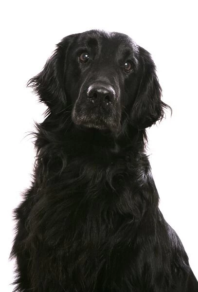 Domestic Dog, Flat-coated Retriever, adult, close-up of head and chest