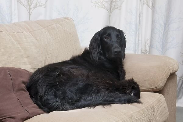 Domestic Dog, Flat-coated Retriever, adult, laying on sofa, England, December