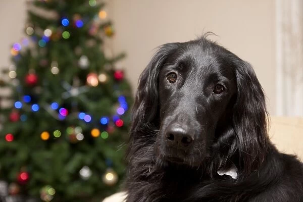 Domestic Dog, Flat-coated Retriever, adult, close-up of head, in room with Christmas tree, England, December