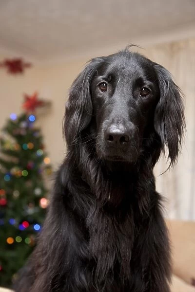 Domestic Dog, Flat-coated Retriever, adult, close-up of head and chest, in room with Christmas tree, England, December
