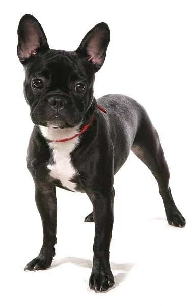 Domestic Dog, French Bulldog, adult, standing, with collar