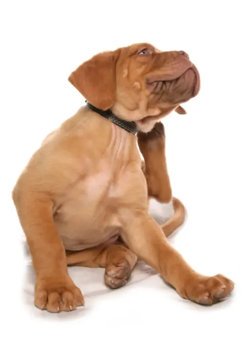 Framed Print : Domestic Dog, French Mastiff (Dogue de Bordeaux), puppy, scratching, with collar Framed Print : Domestic Dog, French Mastiff (Dogue de Bordeaux), puppy, scratching, with collar
