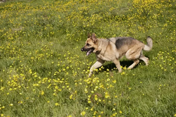 Framed Print : Domestic Dog, German Shepherd Dog, adult, walking in field with flowering buttercups, England, June Framed Print : Domestic Dog, German Shepherd Dog, adult, walking in field with flowering buttercups, England, June