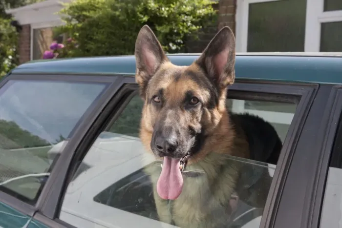 Framed Print : Domestic Dog, German Shepherd Dog, puppy, with head out of car window, panting, England, August