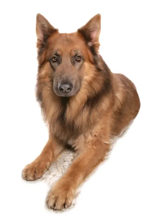 Framed Print : Domestic Dog, German Shepherd Dog, adult, laying Framed Print : Domestic Dog, German Shepherd Dog, adult, laying