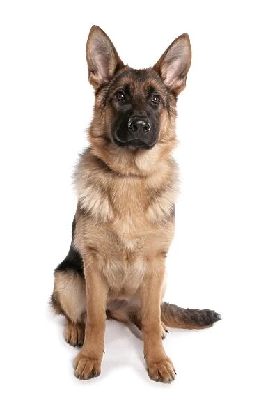 Domestic Dog, German Shepherd Dog, adult, sitting