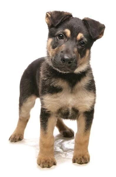 Domestic Dog, German Shepherd Dog, puppy, standing