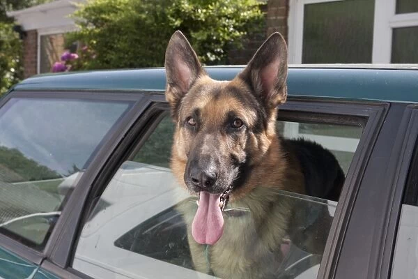 Domestic Dog, German Shepherd Dog, puppy, with head out of car window, panting, England, August