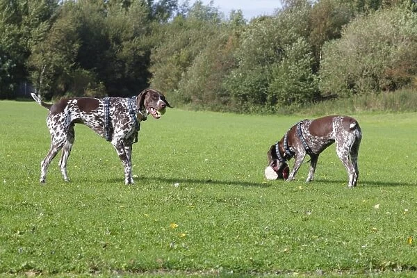 Domestic Dog, German Short-haired Pointer, adult male and female, playing with balls, Morecambe, Lancashire, England