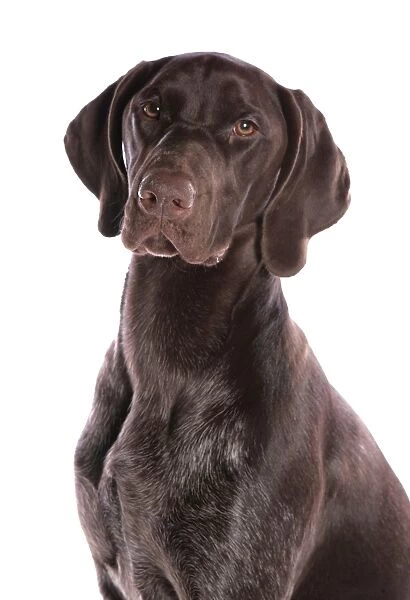 Domestic Dog, German Short-haired Pointer, adult male, close-up of head