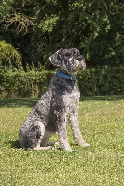 Domestic Dog, Giant Schnauzer, adult female, sitting on grass, Lincolnshire, England, August