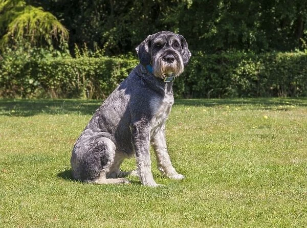 Domestic Dog, Giant Schnauzer, adult female, sitting on grass, Lincolnshire, England, August