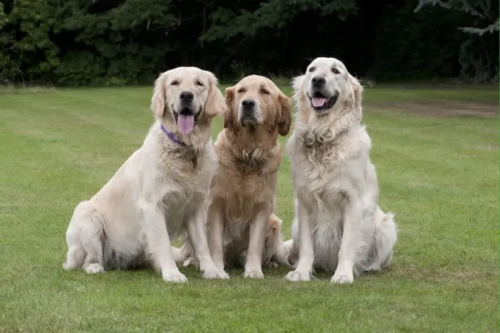 Framed Print : Domestic Dog, Golden Retriever, three adult females, sitting on garden lawn, England, august