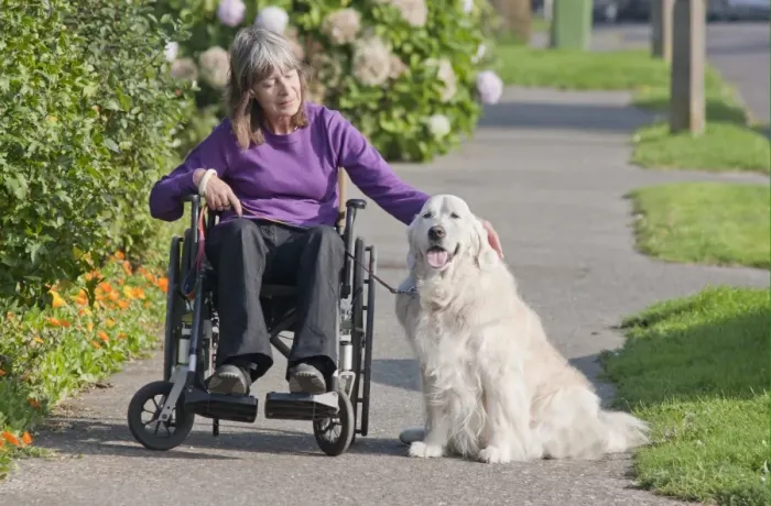 Framed Print : Domestic Dog, Golden Retriever, adult, on pavement with disabled owner confined to wheelchair, England Framed Print : Domestic Dog, Golden Retriever, adult, on pavement with disabled owner confined to wheelchair, England