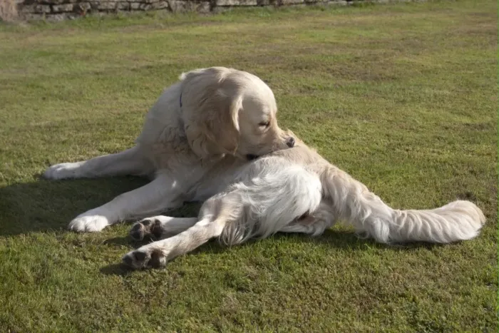 Framed Print : Domestic Dog, Golden Retriever, adult female, biting itch, laying on garden lawn, England, august Framed Print : Domestic Dog, Golden Retriever, adult female, biting itch, laying on garden lawn, England, august