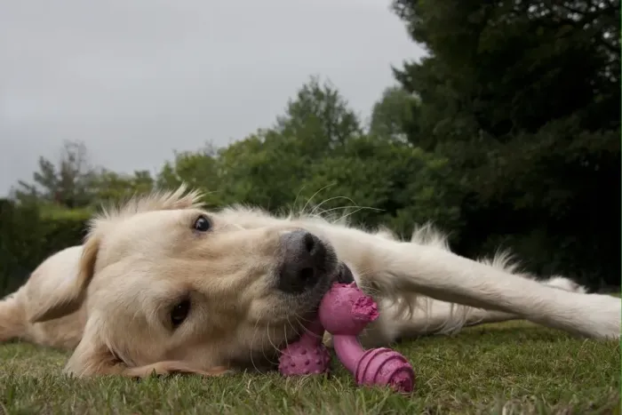 Framed Print : Domestic Dog, Golden Retriever, adult female, chewing toy, laying on garden lawn, England, august Framed Print : Domestic Dog, Golden Retriever, adult female, chewing toy, laying on garden lawn, England, august