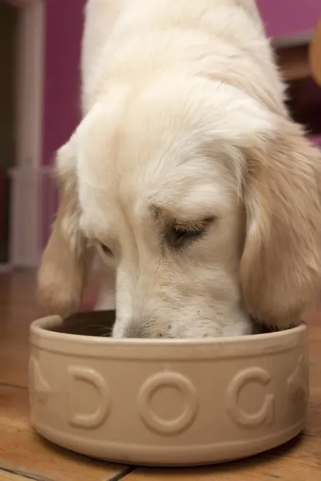Framed Print : Domestic Dog, Golden Retriever, puppy, feeding from ceramic bowl, England