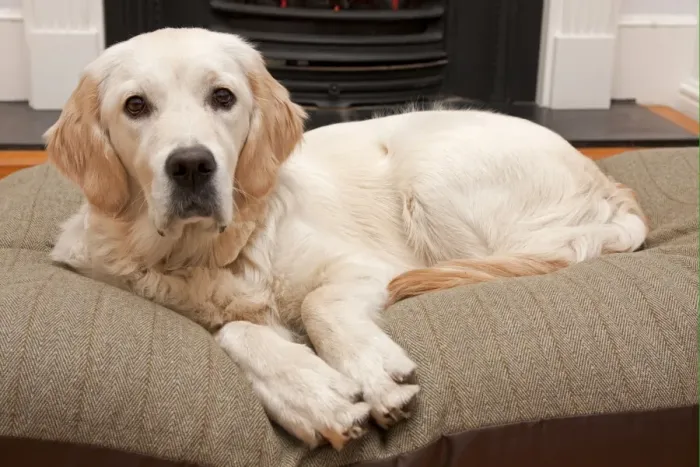 Framed Print : Domestic Dog, Golden Retriever, puppy, resting on cushion beside fireplace, England Framed Print : Domestic Dog, Golden Retriever, puppy, resting on cushion beside fireplace, England