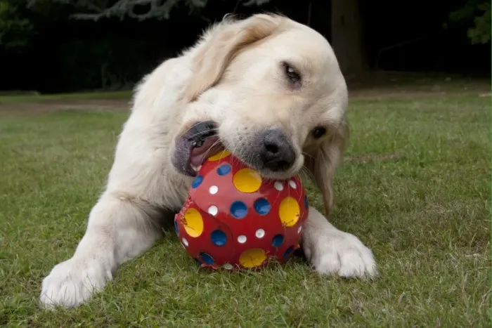 Framed Print : Domestic Dog, Golden Retriever, adult female, chewing ball, laying on garden lawn, England, august Framed Print : Domestic Dog, Golden Retriever, adult female, chewing ball, laying on garden lawn, England, august