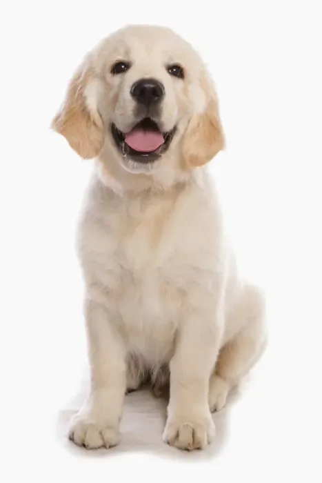 Framed Print : Domestic Dog, Golden Retriever, male puppy, sitting Framed Print : Domestic Dog, Golden Retriever, male puppy, sitting