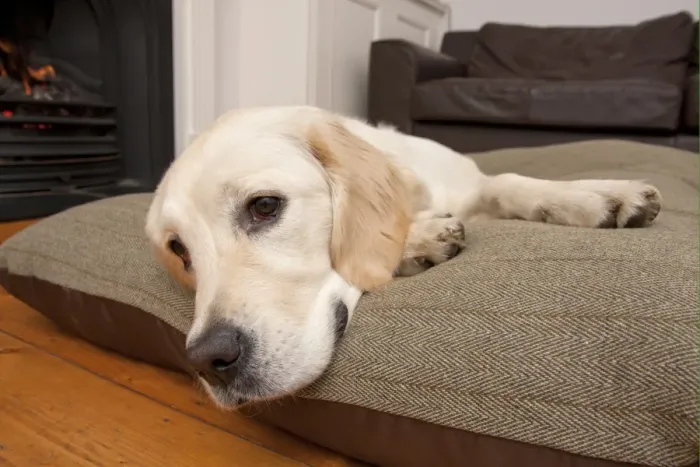 Framed Print : Domestic Dog, Golden Retriever, puppy, resting on cushion beside fireplace, England Framed Print : Domestic Dog, Golden Retriever, puppy, resting on cushion beside fireplace, England