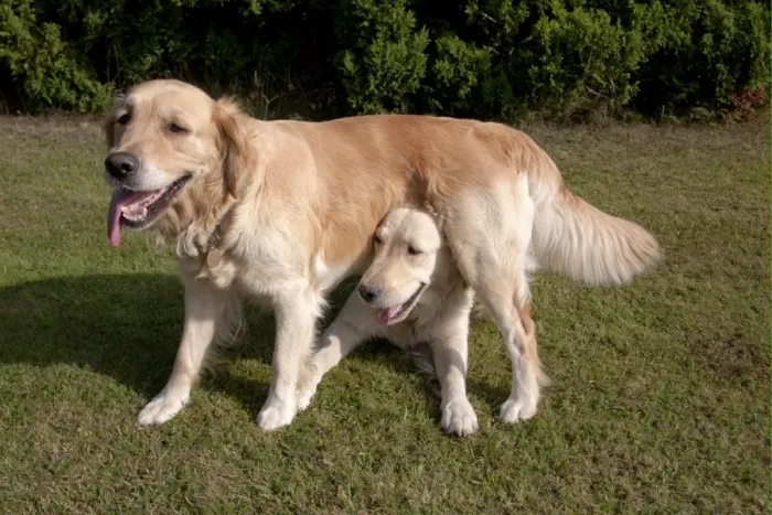 Framed Print : Domestic Dog, Golden Retriever, two adult females, dominance interaction, one standing over other on garden lawn Framed Print : Domestic Dog, Golden Retriever, two adult females, dominance interaction, one standing over other on garden lawn