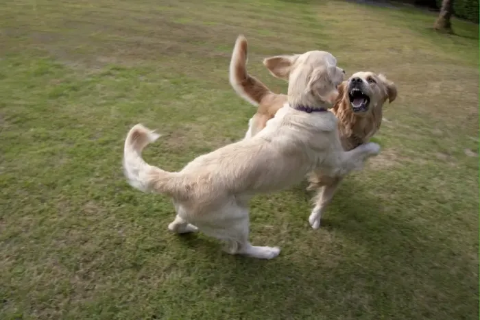 Framed Print : Domestic Dog, Golden Retriever, two adult females, playfighting on garden lawn, England, august Framed Print : Domestic Dog, Golden Retriever, two adult females, playfighting on garden lawn, England, august