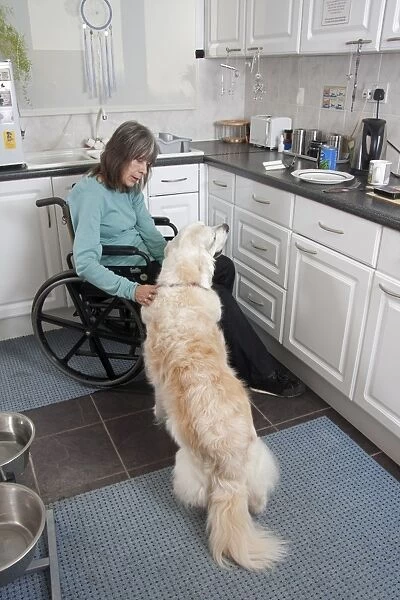Domestic Dog, Golden Retriever, adult, in kitchen with disabled owner confined to wheelchair, England